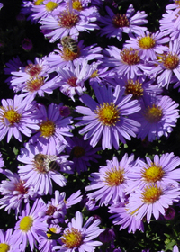 Aster dumosus 'Lady in Blue'                 